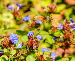 hummingbird hawk-moth (Macroglossum stellatarum) butterfly © Petr