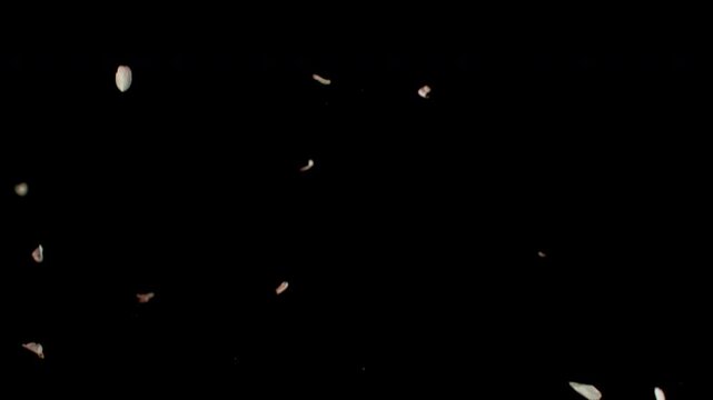 Pink rose petals drift and tumble through the air in an elegant close-up, filmed at 1,000 frames per second. The slow-motion footage captures their delicate movement, creating a romantic floral visual