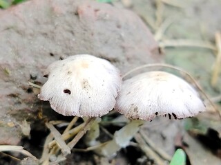 Wild mushrooms growing on natural organic soil in ground close up shot © Sajid