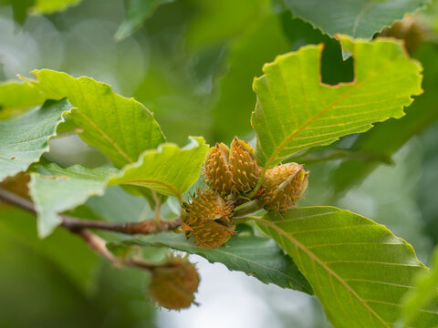 Zu sehen ist eine Nahaufnahme mehrerer reifer und leicht ge&ouml;ffneter Fr&uuml;chte an einem kleinen Zweig einer Amerikanischen Buche (Fagus grandifolia).