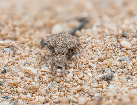 Zu sehen ist eine detailreiche, frontale Nahaufnahme eines Ameisenl&ouml;wen (Myrmeleontidae) auf sandigem Untergrund.