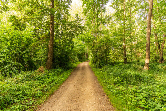 Ein Waldweg f&uuml;hrt durch einen wundersch&ouml;nen gr&uuml;nen Wald im Sommer an der M&uuml;ritz bei Klink
