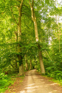 Ein Waldweg f&uuml;hrt durch einen wundersch&ouml;nen gr&uuml;nen Wald im Sommer 