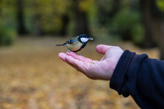 Wildlife interaction showing a wild songbird trusting a human and feeding from their hand in a colorful fall park.