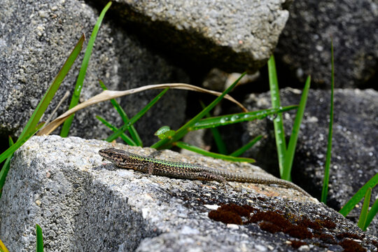 Bocages Mauereidechse sonnt sich auf Bauschutt // Bocage's wall lizard (Podarcis bocagei) - Reserva Ornitol&oacute;gica de Mindelo, Portugal