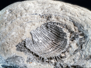 Fossilized shell imprint in sedimentary stone close up © Roman Milert