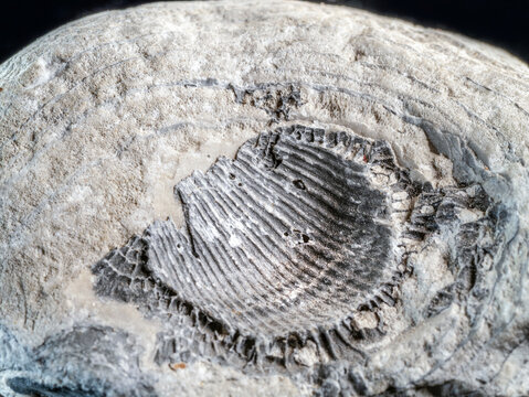 Fossilized shell imprint in sedimentary stone close up