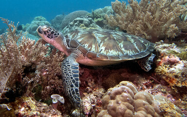 A Green turtle resting on corals Boracay Island Philippines © Paulo Violas
