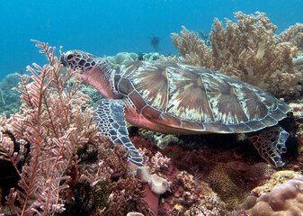 A Green turtle resting on corals Boracay Island Philippines © Paulo Violas