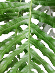 Vibrant Foliage Texture of a Split-Leaf Plant with Copy Space © jeletot