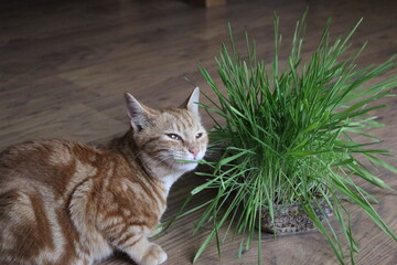 Ginger cat eating catnip © Dragos