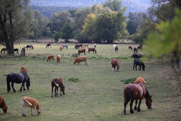 Cows and horses grazing in the countryside of Pescasseroli, Abruzzo, Italy © Massimiliano