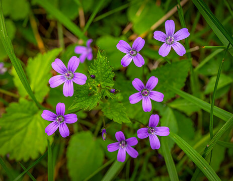 Top view of vibrant purple Geranium robertianum flowers blooming in a lush green meadow setting