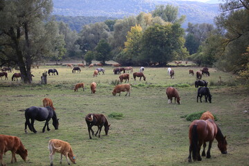 Cows and horses grazing in the countryside of Pescasseroli, Abruzzo, Italy © Massimiliano