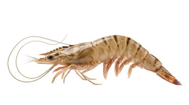 Fresh raw tiger prawn shrimp isolated on transparent background