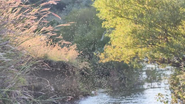 Swarm of midges dancing over a tranquil river at sunset, with lush green trees and wild grasses swaying in the breeze, creating a mesmerizing natural spectacle