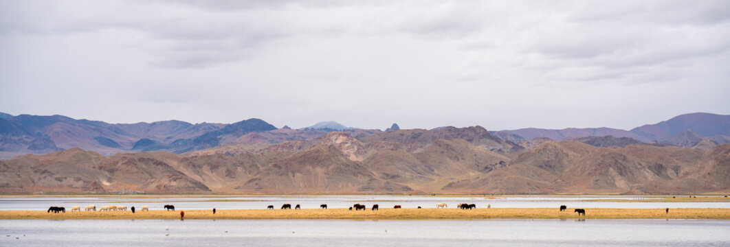 Horses grazing beside Pangong Tso lake in Tibet