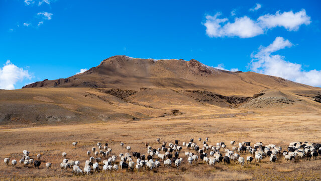 Sheep grazing on golden grassland in Zanda County in Tibet