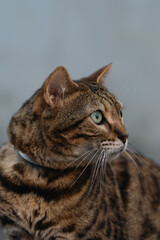 Close-up profile portrait of a brown tabby cat looking attentively against a grey background © iban