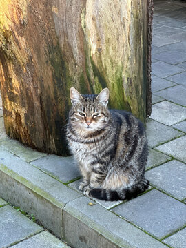 Tabby cat sitting on a stone sidewalk, Krasnaya Polyana, Russia