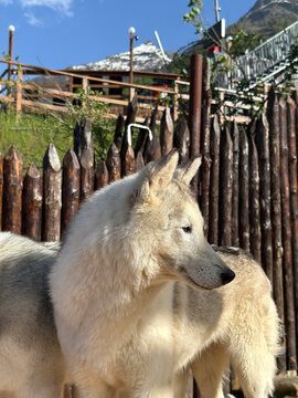 White husky standing by a wooden fence, Rosa Khutor, Russia