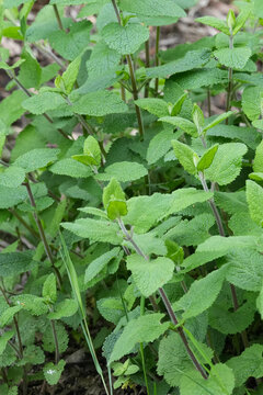Closeup on a emerging green foliage of the Woodland germander or wood sage, Teucrium scorodonia