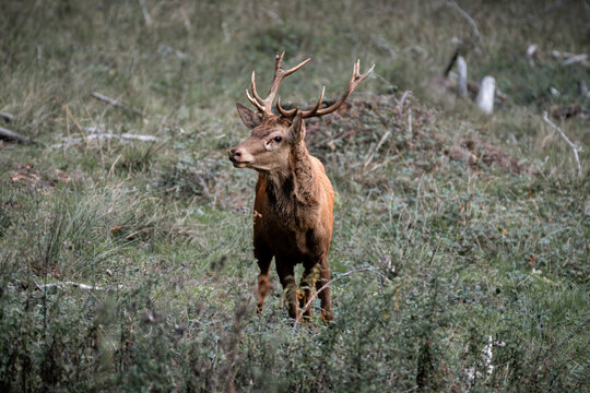 Brame du cerf