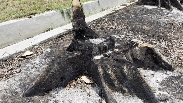 Massive rooted tree stump in deforested charred landscape