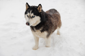 Siberian husky standing in snow with blue eyes © spyrakot