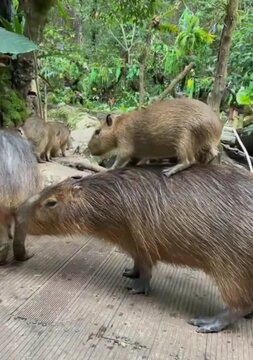 capybara with baby capybara 