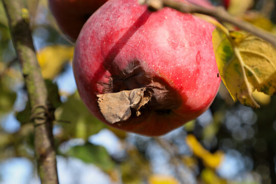 A large red apple with signs of natural damage grows on an autumn tree branch. A dry leaf is stuck to the fruit surface under bright sunlight. The macro shot detailedly shows natural ripening processe