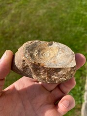 Person holding an ancient fossil stone shell in hand with a green background © Object Studio