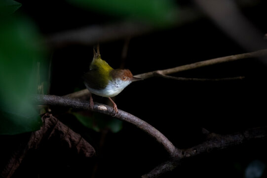 Close-up wildlife photograph of a Common Tailorbird (Orthotomus sutorius) perched on a branch within its natural tropical forest habitat. Dramatic natural lighting highlights the bird's olive-green
