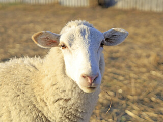 A woolly sheep looks directly at the camera, a close portrait of the fleece-bearing livestock. Sheep farming and wool production. © M.IVA