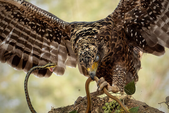 A dramatic, close-up action wildlife photograph of a powerful bird of prey, likely a Crested Serpent Eagle (Spilornis cheela), mid-battle with a snake