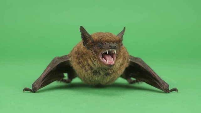 A small bat sits on a green screen background, opening its mouth and hissing. The wild animal displays characteristic behavior in a studio setting.