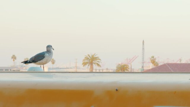 Seagull perched on yellow industrial port machinery against bright sky