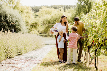 Naklejka premium Harvesting grapes with family in a sunny vineyard during autumn