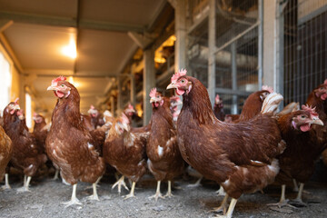 Free-Range Hens in a Sustainable Organic Chicken Coop © Lukas Gojda