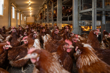 Free-Range Hens in a Sustainable Organic Chicken Coop © Lukas Gojda