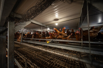 Free-Range Hens in a Sustainable Organic Chicken Coop © Lukas Gojda