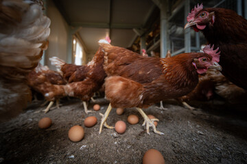 Free-Range Hens in a Sustainable Organic Chicken Coop © Lukas Gojda