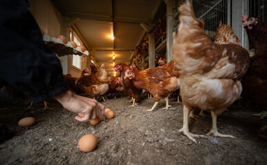 Free-Range Hens in a Sustainable Organic Chicken Coop © Lukas Gojda