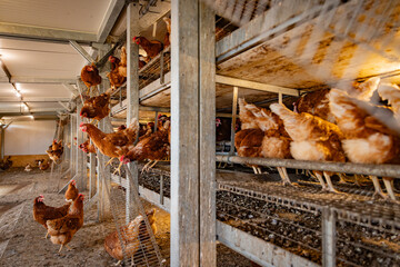 Free-Range Hens in a Sustainable Organic Chicken Coop © Lukas Gojda