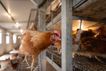 Free-Range Hens in a Sustainable Organic Chicken Coop © Lukas Gojda
