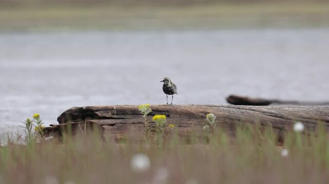 A close-up of Pacific golden plover