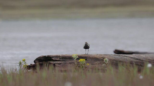 A close-up of Pacific golden plover
