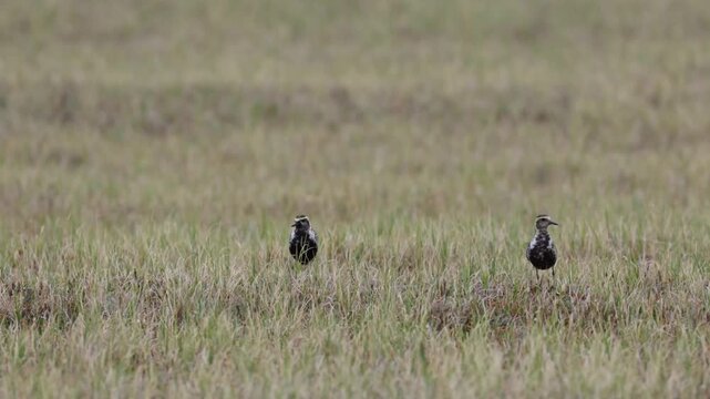 A close-up of Pacific golden plover