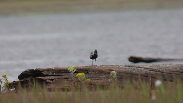 A close-up of Pacific golden plover