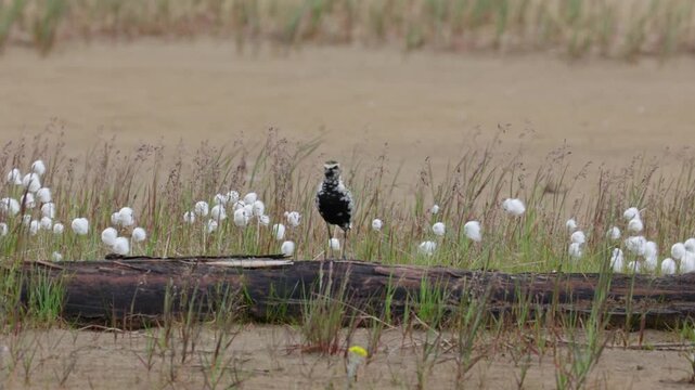 A close-up of Pacific golden plover